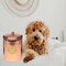 Amici Pet Copper Spaniel Treats Canister 104 Ounce Capacity (Large)